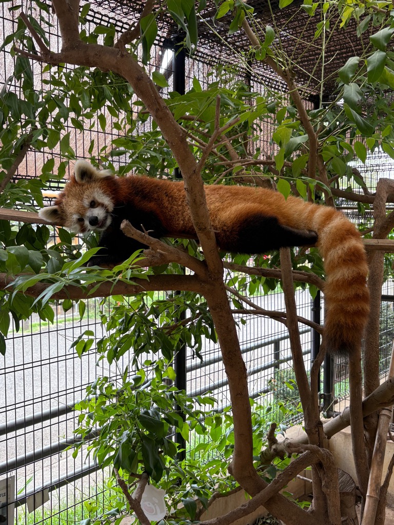 市川市動植物園（公式） tweet media