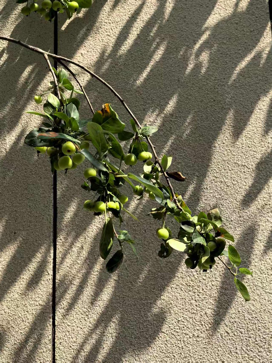 Good morning, Maldives, from Beijing for the 3rd day.
It is early autumn. The various crabapple trees in the yard are laden with fruit, and the roses are striving to bloom in their final splendor. 
The occasional chirp of a cicada only deepens the surrounding tranquility.