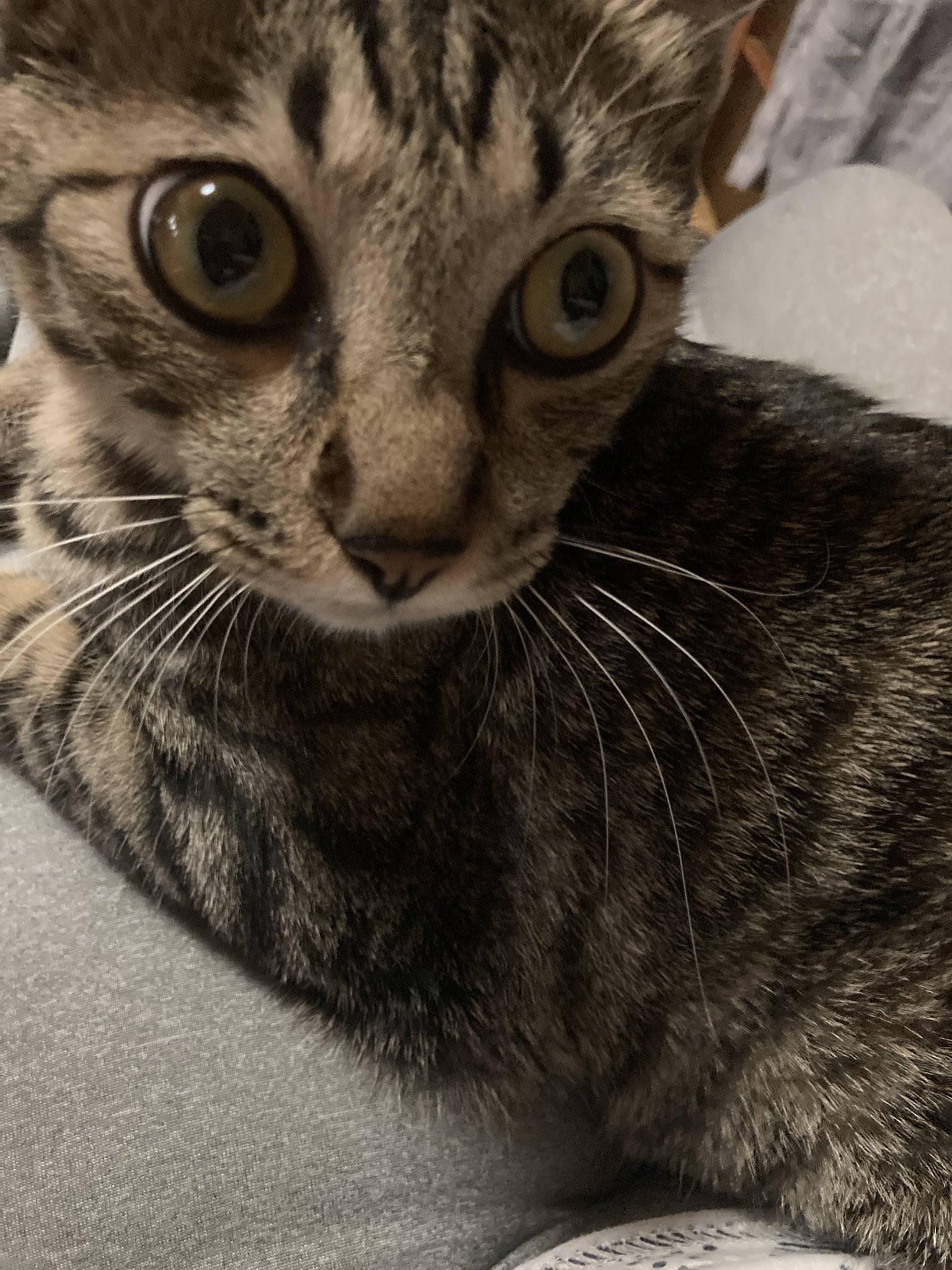 にゃんこの日記 - Search / X