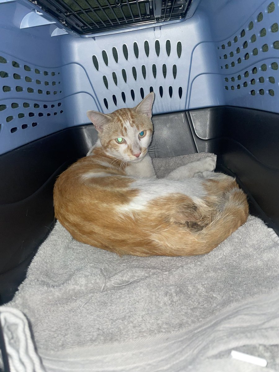 feederofcats's tweet image. funds needed please :(

Just picked up this sweet stray who was likely hit by a car, can&apos;t walk and very weak. Just making biscuits and purring and whimpering :(

we&apos;re at the hospital now, please donate if you can. I&apos;d like to give him a chance 

Paypal: paypal.com/donate/?hosted…