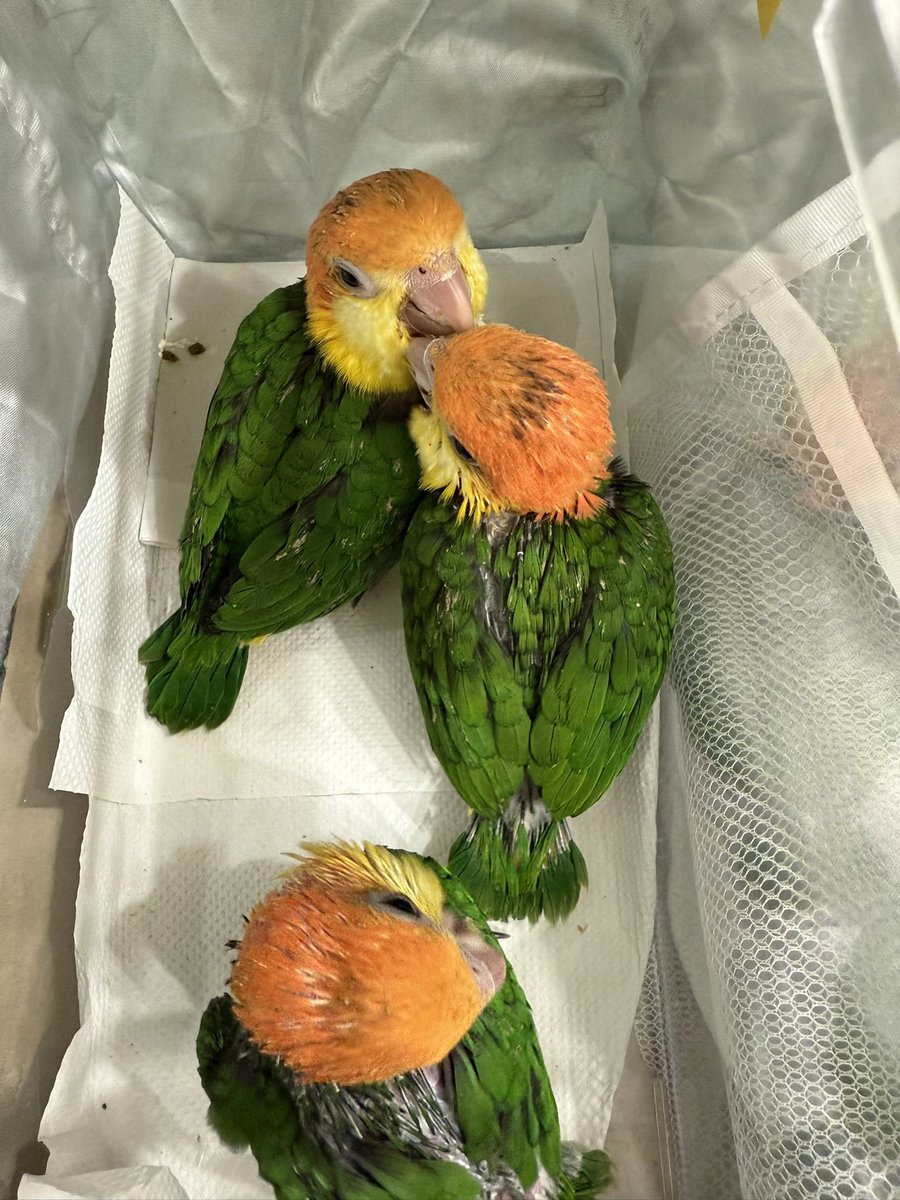 一昨日健康診断、遺伝子検査に行って来ました。触診、そのう検査、糞便検査は異常無し❣️
後日の性別鑑定結果が、楽しみです😍
そろそろお家探し開始ですね🏠