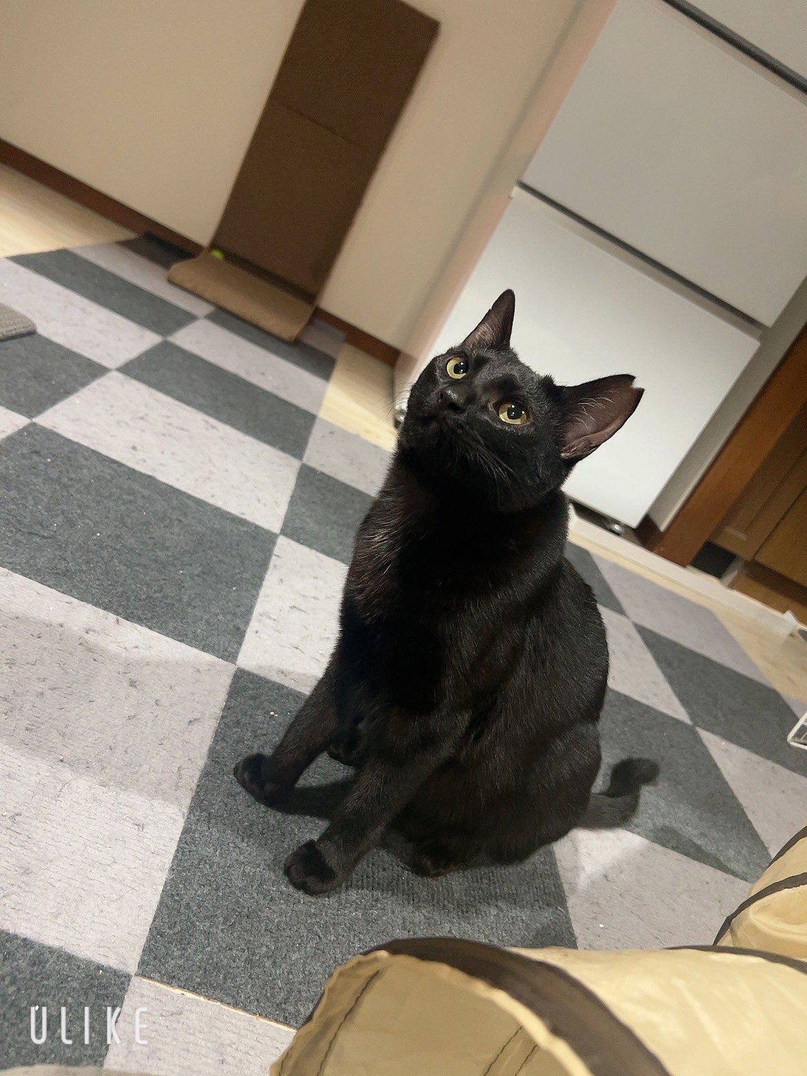 半幅帯　くつろぎ猫（黒） 半幅帯 くつろぎ猫（黒） | ＃さく研究所