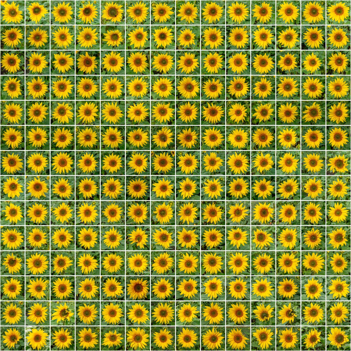 GarryPlatt's tweet photo. @MandyLSimard All taken at Barlow Sunflower Farm. https://t.co/KGlMIrSv2f