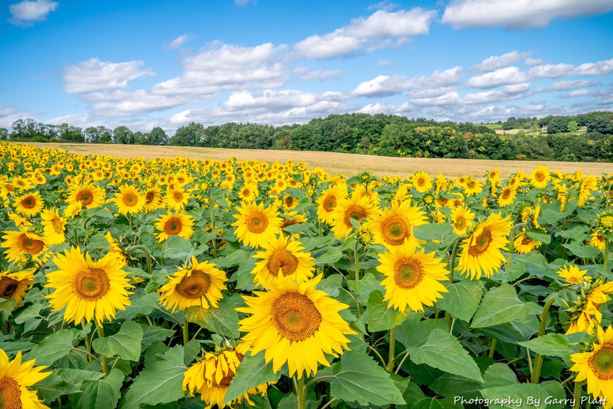 GarryPlatt's tweet photo. @MandyLSimard All taken at Barlow Sunflower Farm. https://t.co/KGlMIrSv2f
