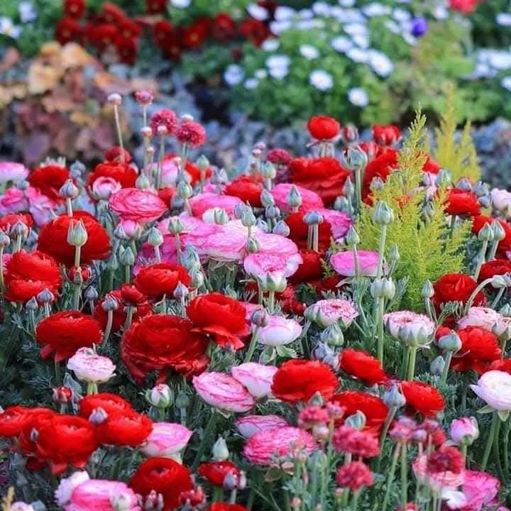 Ali tok (@alitokalitokgo1) on Twitter photo <a href="/yasinkartoglu/">Yasin Kartoğlu</a> Devamı:
Ahmet Bulut'un,
Gönülden sohbeti,
Ender Doğan ve Ekibinin,
Harika Tasavvuf konseri,
Dursun Ali Erzincan'ın,
Gözyaşları ile okudugu Natları,
Veysel Kardeşin Kumsaati sanatı,
Muhteşem Bir program oldu....
Belediye Başkanı Ekibini,
Katılımcıları,
Gönülden Tebrik ederiz... <a href="/yasinkartoglu/">Yasin Kartoğlu</a> Devamı:
Ahmet Bulut'un,
Gönülden sohbeti,
Ender Doğan ve Ekibinin,
Harika Tasavvuf konseri,
Dursun Ali Erzincan'ın,
Gözyaşları ile okudugu Natları,
Veysel Kardeşin Kumsaati sanatı,
Muhteşem Bir program oldu....
Belediye Başkanı Ekibini,
Katılımcıları,
Gönülden Tebrik ederiz...