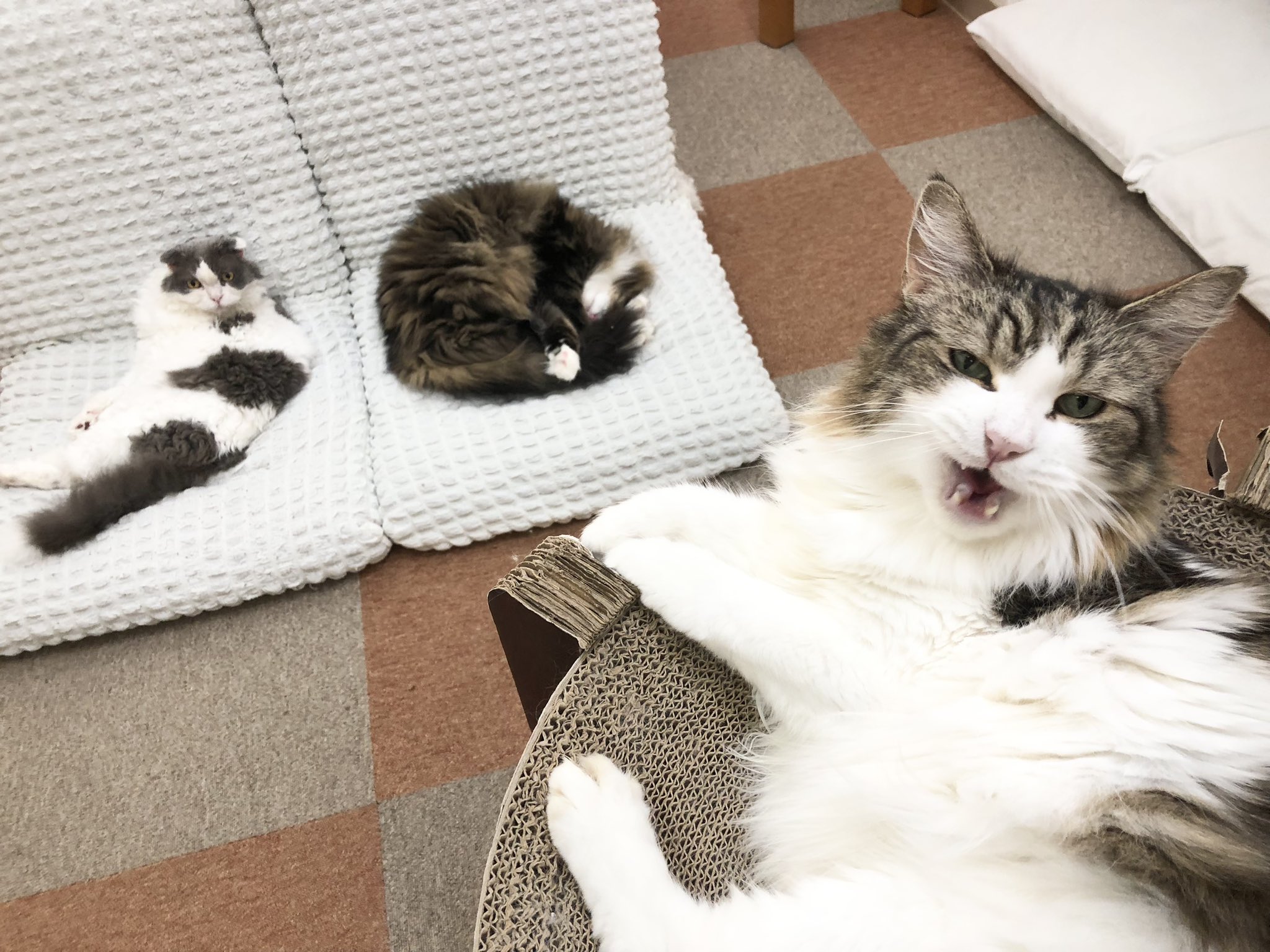 カフェねこ cat cafe にゃんこと on X: 