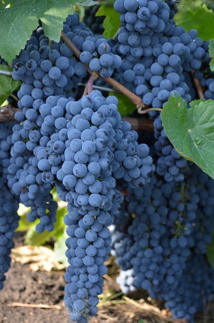 Can you identify this fruit?