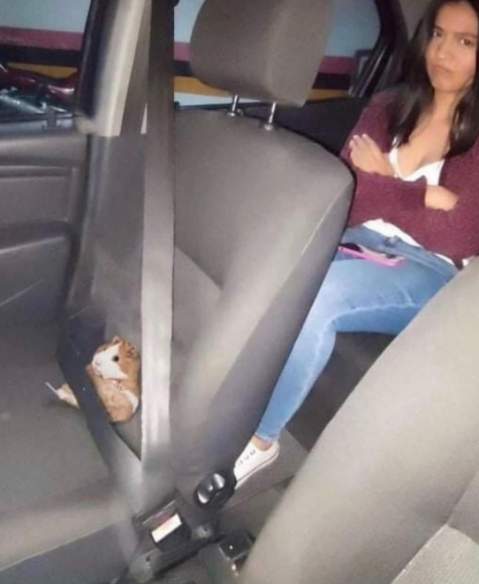 Shitpost 2077 (@shitpost_2077) on Twitter photo 