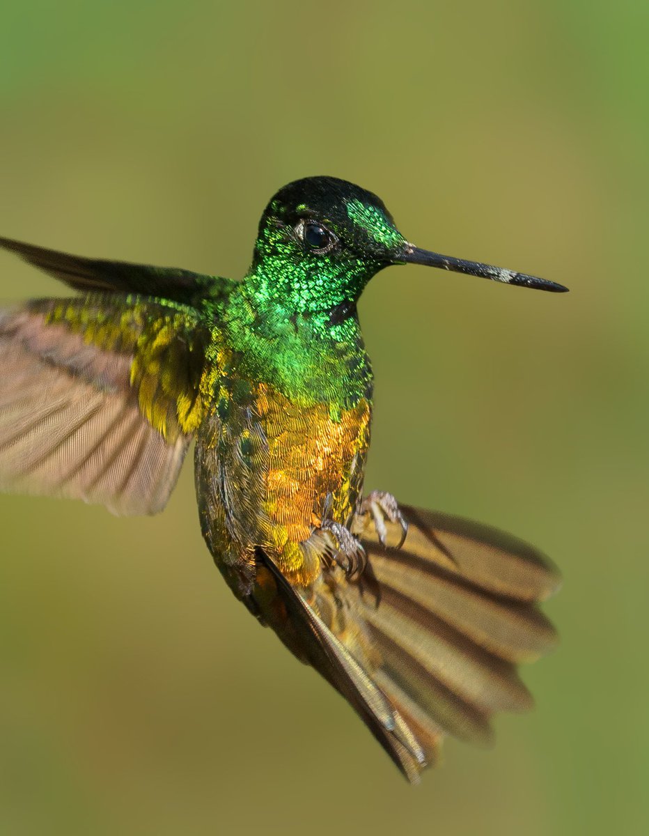 Cult of the Hummingbird (@culthummingbird) on Twitter photo 