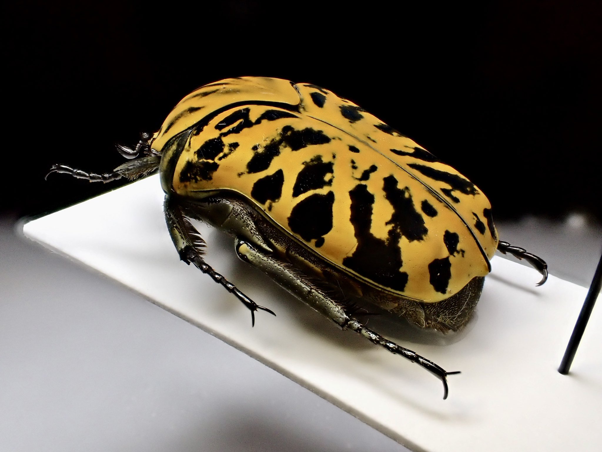 キンリョウヘンA28.A29令和7年4月4日撮影 キンリョウヘンA28.A29令和7年4月4日撮影