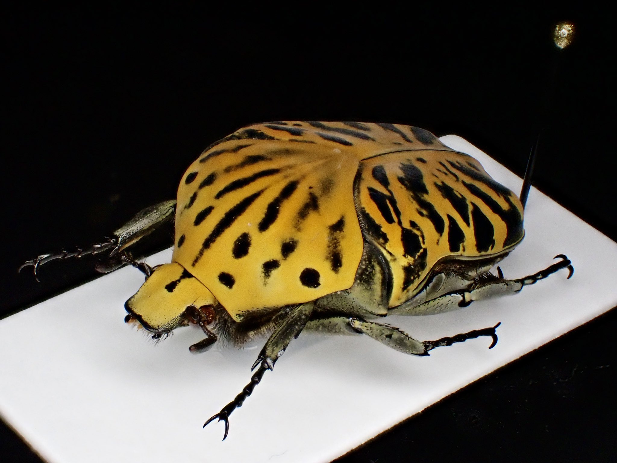 花の周りを飛ぶ虫はいつも : Kei Tanaka サイン入り Amazon.co.jp: ただの思い出にならないように: ミュージック