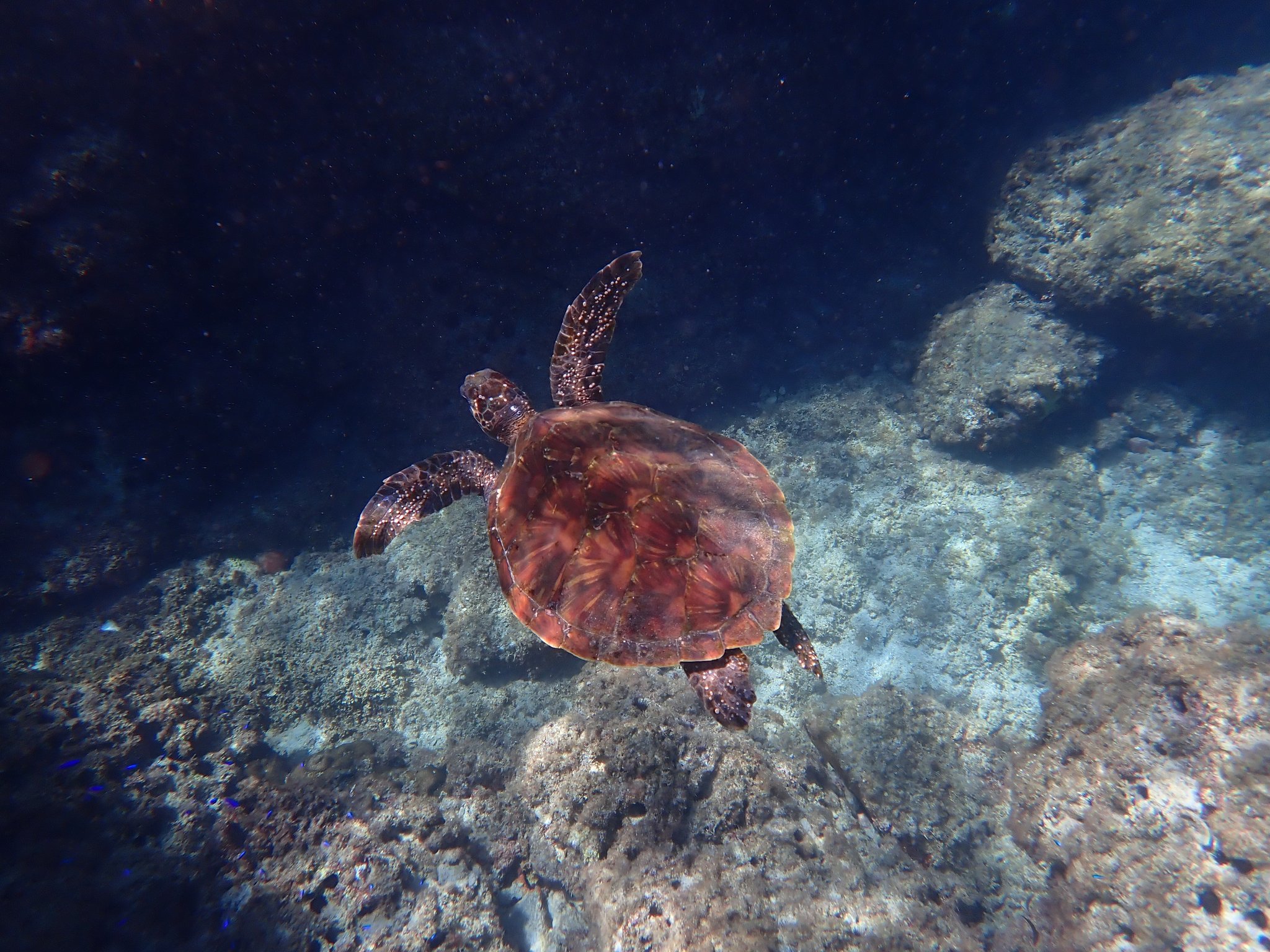 【新品未使用】daum ウミガメ オメガ コンステレーション Cライン後期 18金無垢イエロー