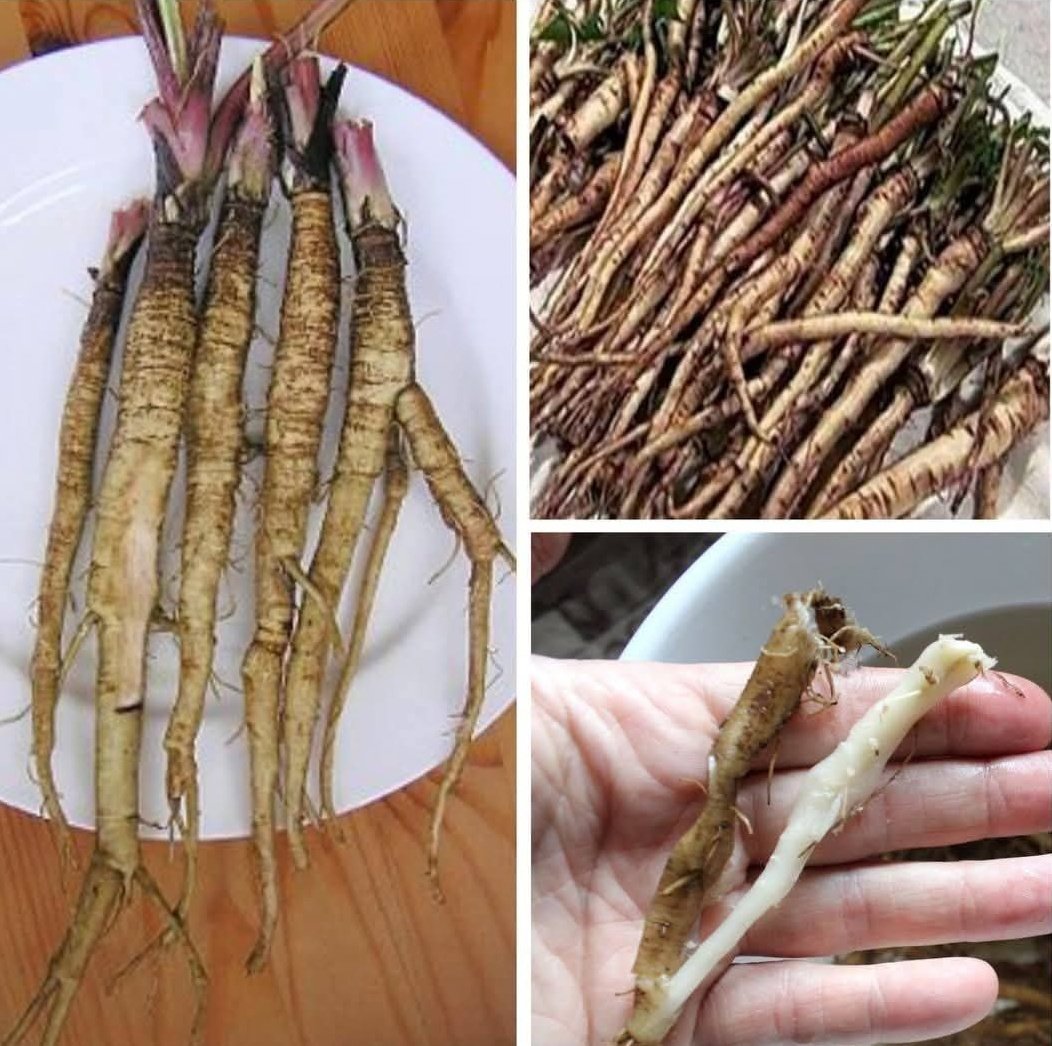 diharagirimana's tweet photo. The plant that destroys cancer cells in just 48 hours! It's 100 times more effective than chemotherapy... #Thead ⤵️ https://t.co/r3mKKvxe8E