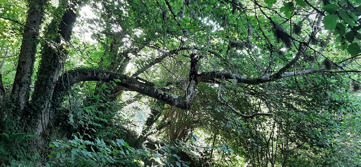Bonjour tout le monde 😀
Nous vous proposons question pour un PAF 😁
Quel est cet arbre tordu ?