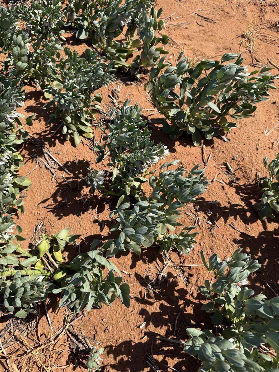 Pulses are getting cracking at our ⁦<a href="/GRDCNorth/">GRDC North</a>⁩ NSW Mallee⁩ trial site. Early establishment &amp; sub soil moisture is providing useful yield potential with just 70mm of rainfall. The faba beans are indicating 2-3 weeks of moisture left😉 ⁦<a href="/brill_ag/">Rohan Brill</a>⁩ ⁦<a href="/gsandral/">Graeme Sandral</a>⁩