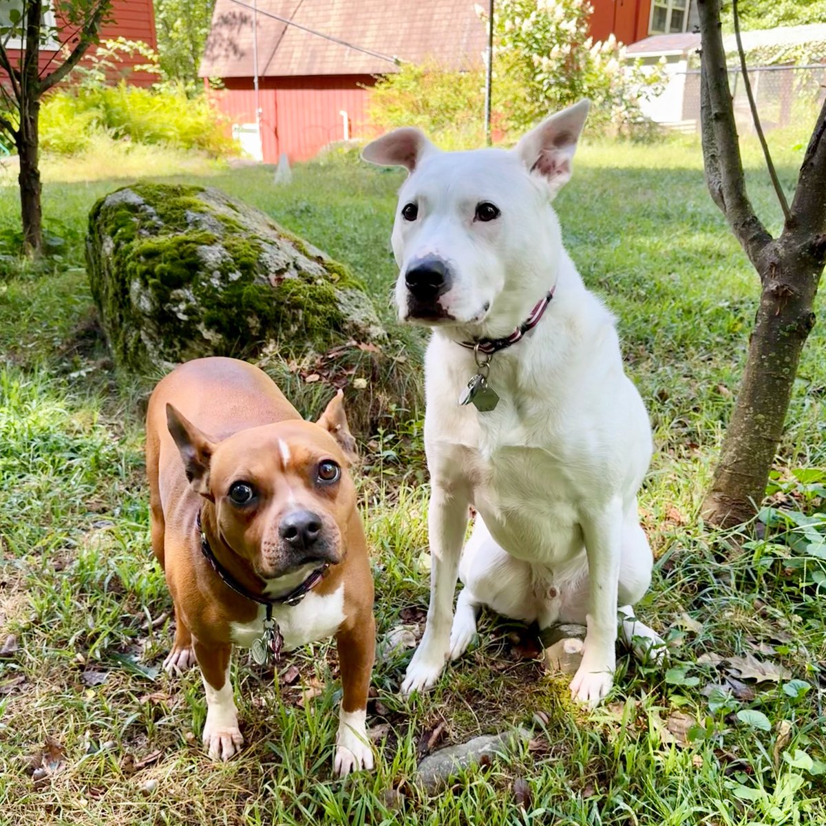 MrsSHTF_NH's tweet photo. Jett & Sonny๐๐ถ๐ #waitingfortheweekendlike #petsbringustogether #weeklyfluff #love #chewy #dogoftheday #thebestisyettocome #pocketpittie #pitbullmix #pitbulls https://t.co/e1e2uOWySN