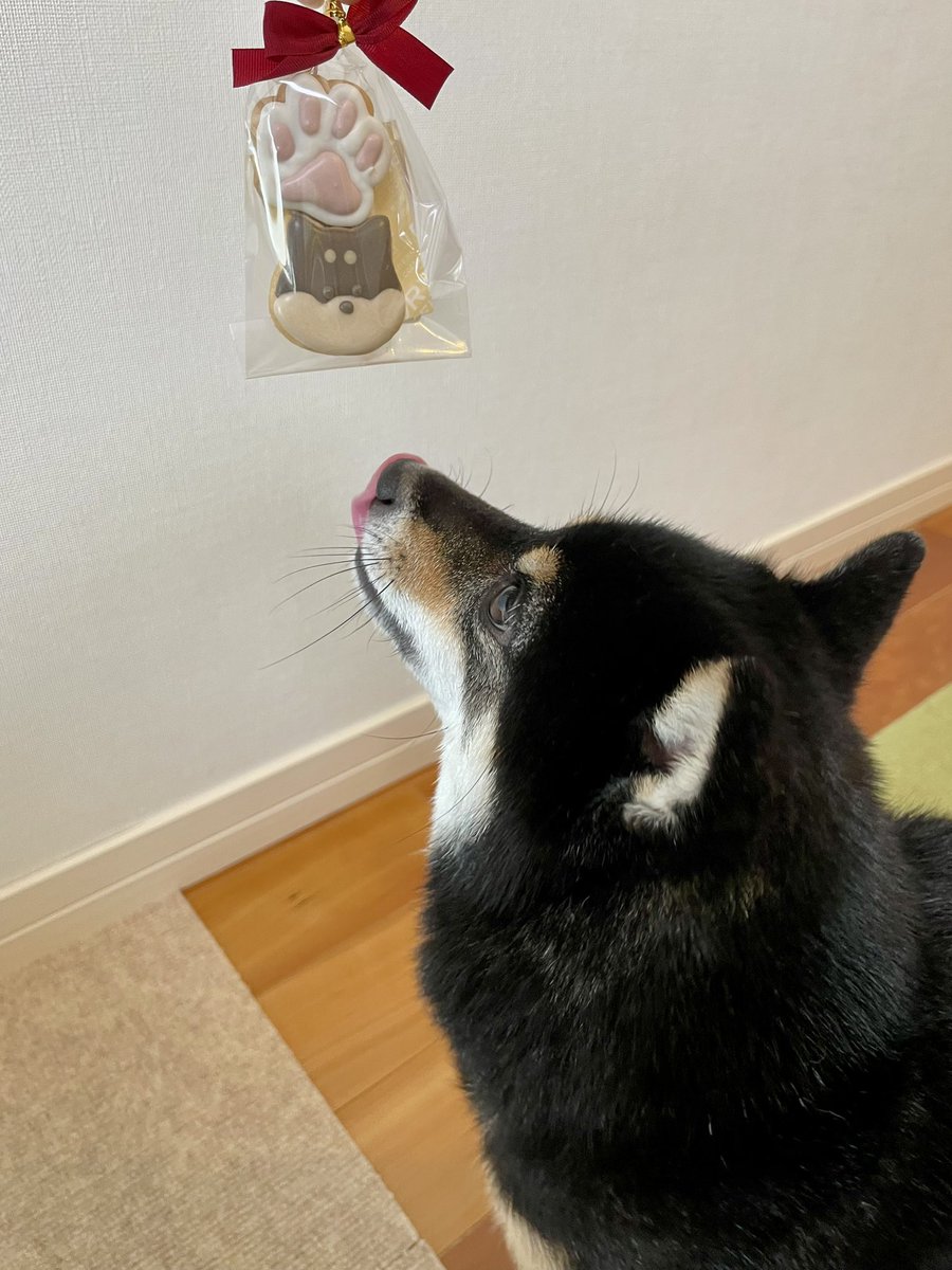 肉球🐾マツリの戦利品