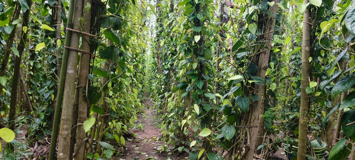 ದಾವಣಗೆರೆ ಜಿಲ್ಲೆ ಹರಿಹರ ತಾಲೂಕಿನ ಭಾನುವಳ್ಳಿ ಗ್ರಾಮದ ರೈತ ಬಸವರಾಜ್ ಮಹಾತ್ಮ ಗಾಂಧಿ ನರೇಗಾ ಯೋಜನೆಯಡಿ ತನ್ನ ಜಮೀನಿನಲ್ಲಿ ವೀಳ್ಯದೆಲೆ ಕೃಷಿ ಮಾಡಿ ಉತ್ತಮ ಆರ್ಥಿಕ ಲಾಭ ಪಡೆದು ಸ್ವಾವಲಂಬಿ ಬದುಕು ಕಟ್ಟಿಕೊಂಡಿದ್ದಾರೆ.

#MGNREGA #RuralDevelopment #horticulture #income #farmer <a href="/CMofKarnataka/">CM of Karnataka</a> <a href="/MoRD_GoI/">Ministry of Rural Development, Government of India</a> <a href="/KarnatakaVarthe/">DIPR Karnataka</a>