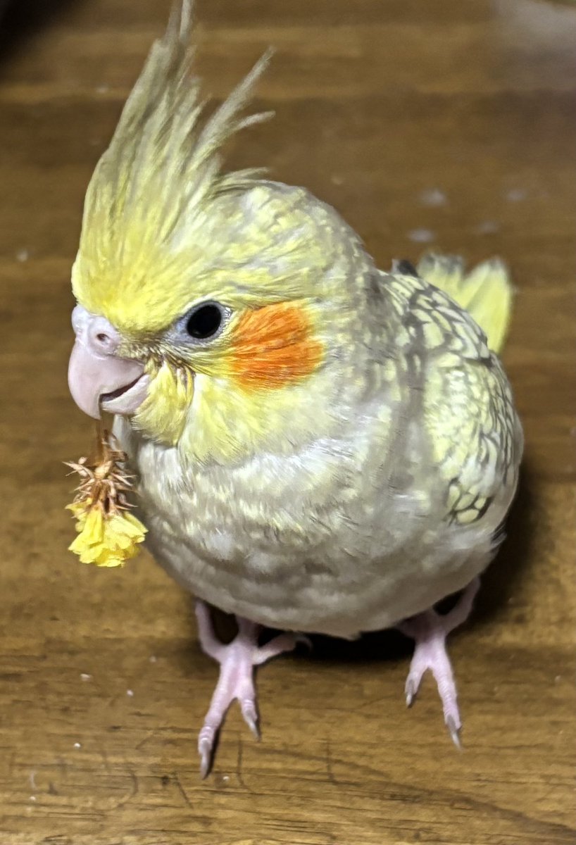 【拡散希望】実家で飼っているオカメインコが家を飛び出してしまいました。
名前:パールちゃん
種類:オカメインコ
色:白と黄色の混じった色（写真）
場所:西脇市鹿野町

西脇東中学の方へ飛んで行きました。

保護された方がいらっしゃいましたら、
西脇警察0795-22-0110までご連絡をお願いします😂