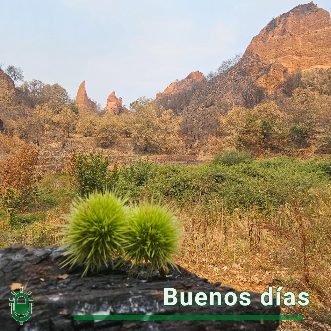 Buenos días #Bierzo #Valdeorras #Laciana #Cabrera. Buenos días mundo! entre la ceniza resiste la vida y algo tan nuestro como las castañas. Foto para la esperanza. Hoy nuevo día templado con 23ºC de máxima. Pásalo bien!