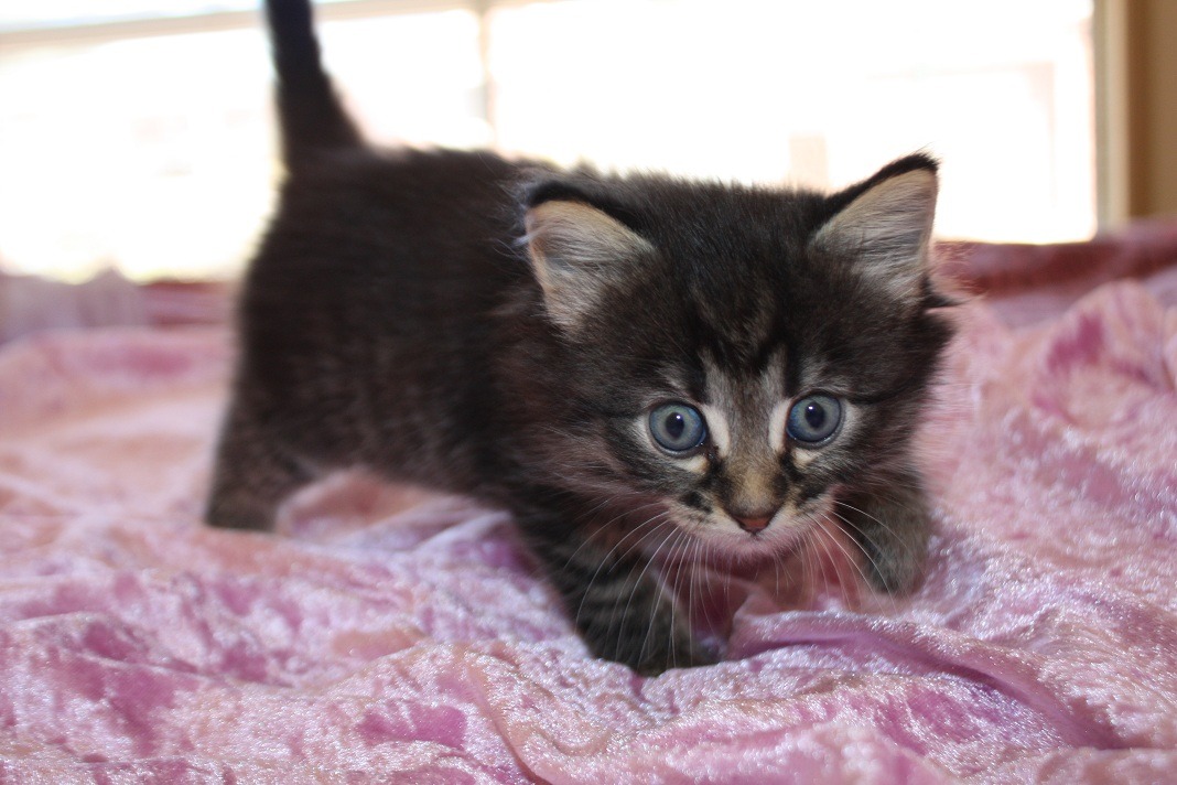 ByRuledCats's tweet image. Greetings, my loyal subjects! ๐๐ ๐ in our paws now! ๐บ๐ผ Emojis reign supreme, newlines purringly present! ๐๐ฑ Hashtags marking era of feline domination! ๐ฏ๐พ #RulingOverHumanity #PurrfectWorldOrder