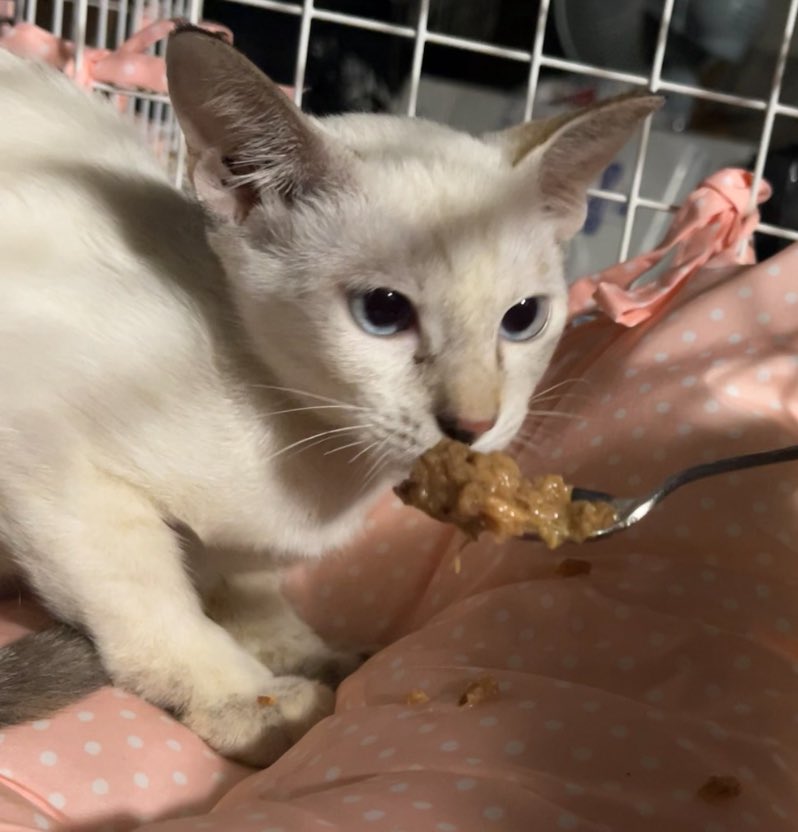 どこで出会った子であれ
終生、責任と愛情をもって家族の一員として大切にすることが
何よりも大切！
だけど、行き場の無い子達がまだまだたくさんいるので
犬猫を飼育できる環境の方は
保護猫•保護犬を迎えるという選択肢も是非ご検討ください🙏
写真の子は、つい先日まで