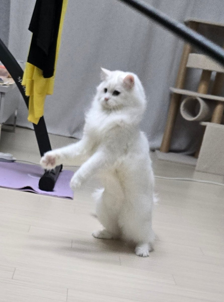 2족보행 봄이를 보며 화를 식히자