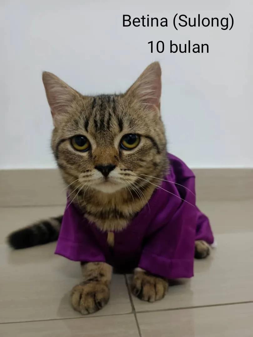 cats_rehome's tweet photo. 📌KEDAH

🐾 Kucing untuk diberi secara PERCUMA 🐾
Saya ada beberapa ekor kucing yang mencari tuan baru:

2 ekor betina (umur 3 tahun)

2 ekor jantan & 2 ekor betina (umur 10 bulan)

📦 Akan diberi sekali dengan bekas makan auto, bekas air auto dan barang-barang kucing yang lain.

💕 Sesuai untuk yang benar-benar serius & penyayang haiwan.

Yang berminat boleh PM🐱✨

0175459309