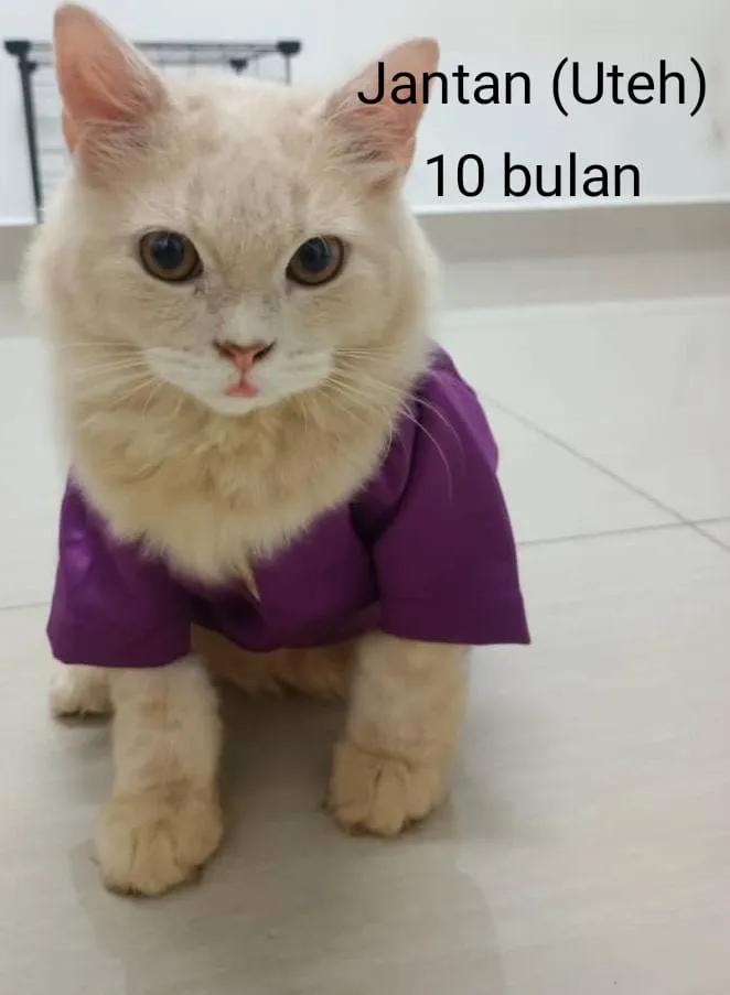 cats_rehome's tweet photo. 📌KEDAH

🐾 Kucing untuk diberi secara PERCUMA 🐾
Saya ada beberapa ekor kucing yang mencari tuan baru:

2 ekor betina (umur 3 tahun)

2 ekor jantan & 2 ekor betina (umur 10 bulan)

📦 Akan diberi sekali dengan bekas makan auto, bekas air auto dan barang-barang kucing yang lain.

💕 Sesuai untuk yang benar-benar serius & penyayang haiwan.

Yang berminat boleh PM🐱✨

0175459309