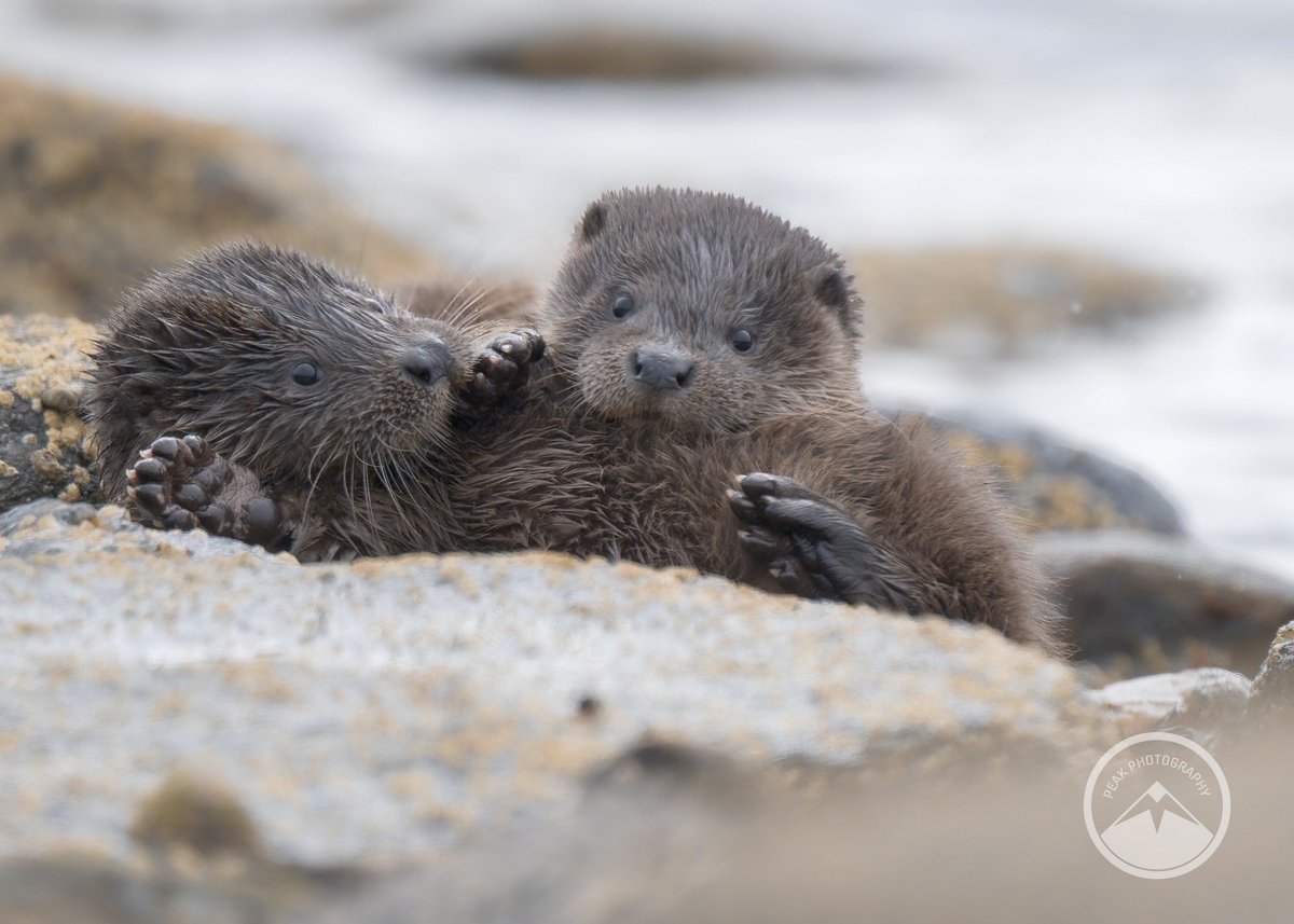 M J Peakman Photography tweet media