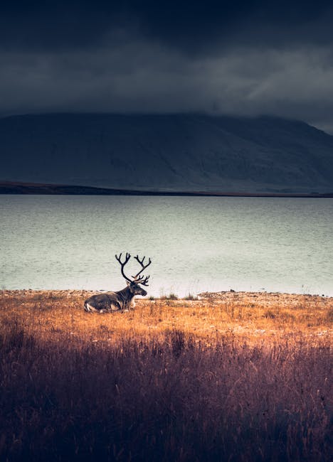🌿 En ce #NationalWildlifeDay, nous célébrons la biodiversité canadienne incrédible. Des ours polaires de l’Arctique aux caribous, castors et oiseaux migrateurs. Protéger la faune, c’est protéger notre avenir. 🦫🦌🦅