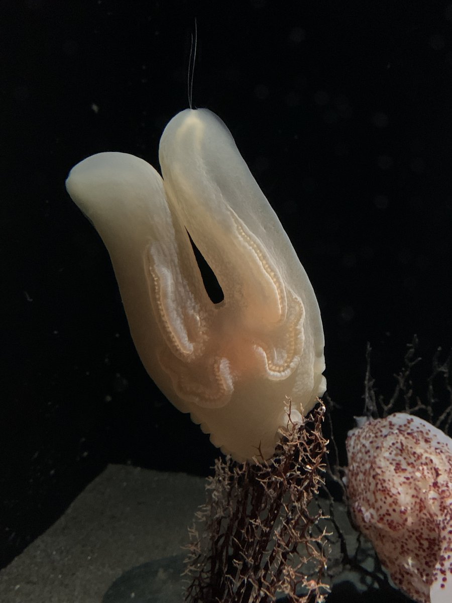 コトクラゲのふしぎが判明！
アクアマリンふくしまを含む共同研究グループは、昭和天皇が発見したことで知られる「コトクラゲ」（クシクラゲの一種）について、幼生期に見られる「櫛板（しつばん）」という構造がどのように成長し、やがて消えていくのかを明らかにしました⇒
aquamarine.or.jp/new-animals/ha…