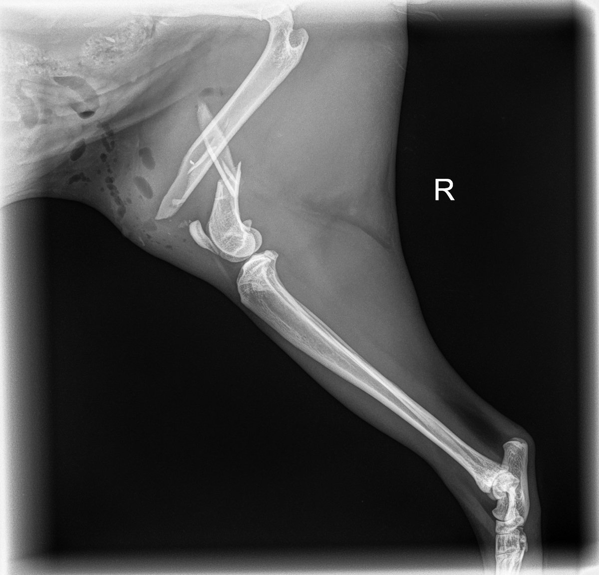 ouch 😭 poor baby's femur is very broken. He needs surgery, maybe amputation, will be calling surgeons in the morning to try to get him in somewhere asap. Thank you so much to everyone who has donated, you are all so amazing and kind 🩷