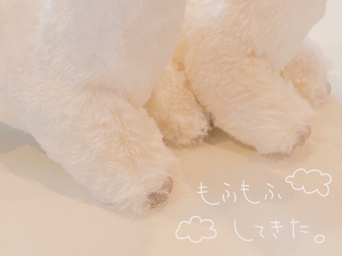 ゆっくりすぎるけど少しずつ育ってるよ🌱

#せんぴメモリー 
#アートドール
#ぬいぐるみ