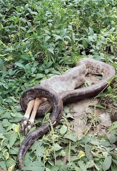 SinghKrant65561's tweet image. #ललितपुर : अजगर ने गाय के बछड़े को बनाया निवाला🚨

🐍 बछड़े को निगलते अजगर का वीडियो वायरल
😱 घटना से ग्रामीणों में दहशत
📍तहसील महरौनी, सिलवान गांव का मामला-

#Lalitpur #PythonAttack #ViralVideo #AnimalAttack #UPNews @ftppressclub @UPGovt @AjaiBhadauriya @SrivasatavaAjay #न्यूज