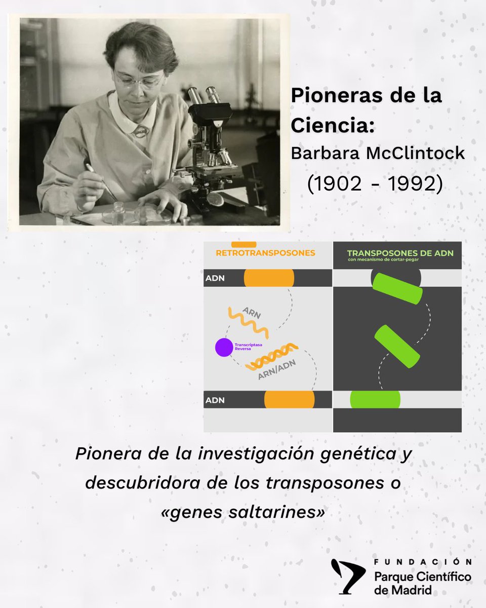 pcmMadrid's tweet photo. Un día como hoy de 1992 murió la botánica #BarbaraMcClintock🌽, #Nobel en 1983 por su rompedor descubrimiento de los #transposones.
Compartimos una reciente reflexión de Ernesto Sánchez-Herrero @CBM_CSIC_UAM sobre lo difícil que es aceptar nuevas ideas
https://t.co/G9z6a87s5M https://t.co/7zmvMKb0nf