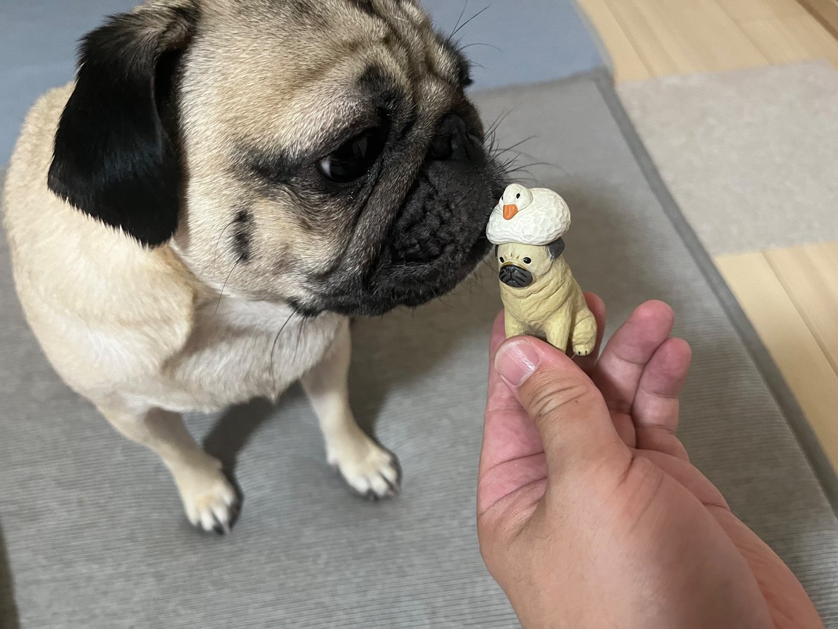500円でガチャガチャ。
1回でパグを引くことができました！
さっそくだいきちに成果を報告。我が家にパグッズが増えたのは嬉しいね。

kitan.jp/products/ahiru…

#パグ
#pug
#アヒルと犬
#犬との生活