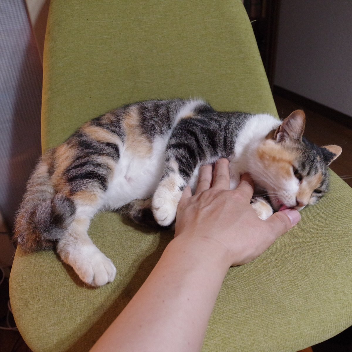 外は雨　お嬢猫様をブラシかけ、耳掃除もする