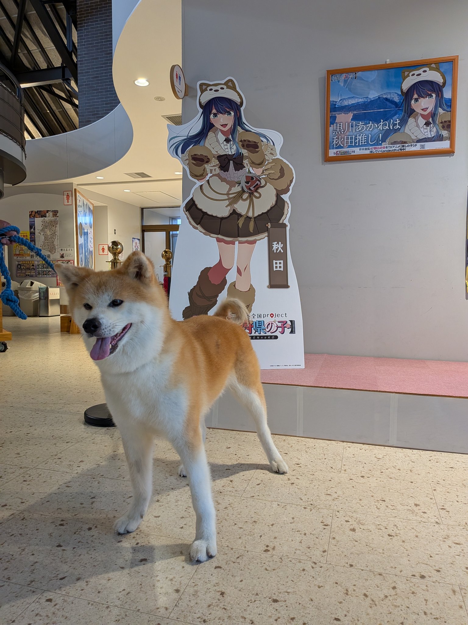 秋田犬の里【公式】 on X: 