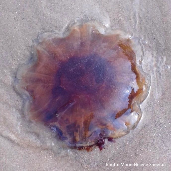 Biodiversity Ireland tweet media