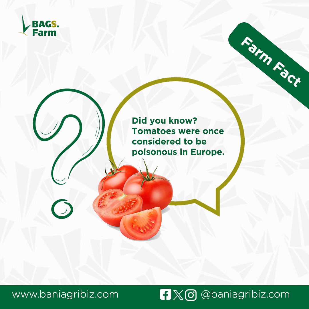 baniagribiz's tweet photo. Tomatoes once considered poisonous are now the heart of jollof rice, pizza, sauces, and many more.

Agriculture truly is transforming culture. 

Follow us across our socials as we unveil more interesting facts.

#Farmfact #Tomatoes #TREASURE #كاريزما32 #LaCasaDeLosFamosososMx https://t.co/DtbFEgvcqT