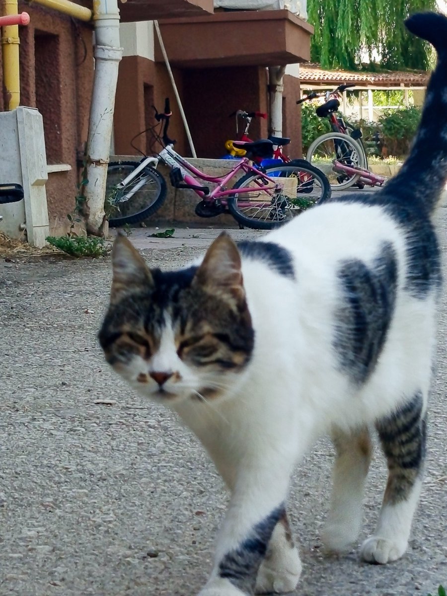 ispouz's tweet image. Kalpli kedi gerçekmiş lâ