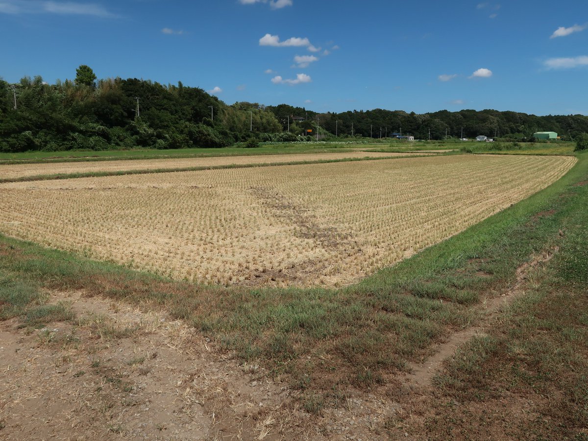 8/31に稲刈、9/1籾摺、がそれぞれ終了。刈る前の写真は一週間くらい前の。反収8俵+クズが例年の3倍、初期生育が厳しかったが、2回防除でカメムシ被害は軽微、終盤水入れると土が真っ黒に還元で、湿る程度の管理で、乳白は少なく、縦溝が深めで等級が気になる所。とりあえずお疲れ様でした。