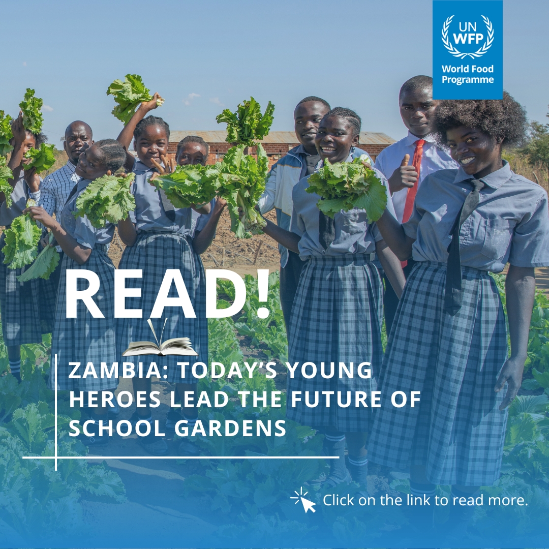 Read about Inspiring Innovations in #Zambia’s Schools!

Meet Zambia’s young heroes—growing fresh produce in school gardens! 

Drip irrigation 💧 &amp; hydroponics are powering nutrition, resilience &amp; innovation. 

Read more 👇 schoolmealscoalition.org/stories/zambia…