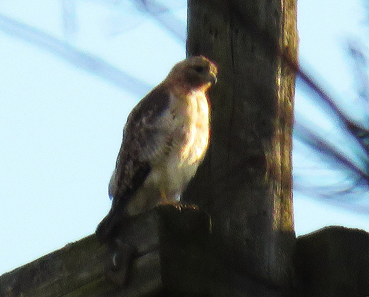 9/1   Our BOGS spot Arthur on the poles on the hillside past the Stacks.

The hillside is a favorite hunting spot for Arthur.

Many thanks to Suzanne &amp; woodg for the evening report!