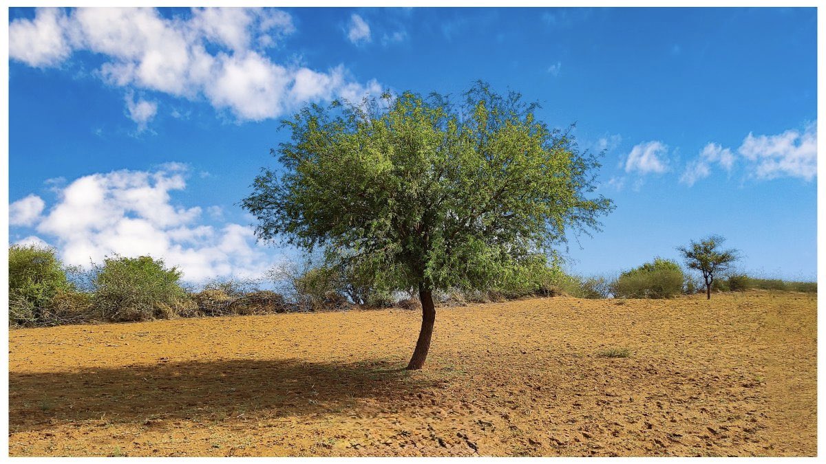 “सिर भले कट जाए, पर वृक्षों की रक्षा हो।”

मां अमृता देवी बिश्नोई एवं 363 प्रकृति-सेवियों के उस अद्वितीय बलिदान को शत्-शत् नमन, जिन्होंने वृक्षों की रक्षा हेतु अपना सर्वस्व न्यौछावर कर दिया।

उनका अमर संदेश हमें सिखाता है कि प्रकृति ही जीवन है और उसकी रक्षा ही सच्चा धर्म। अमर