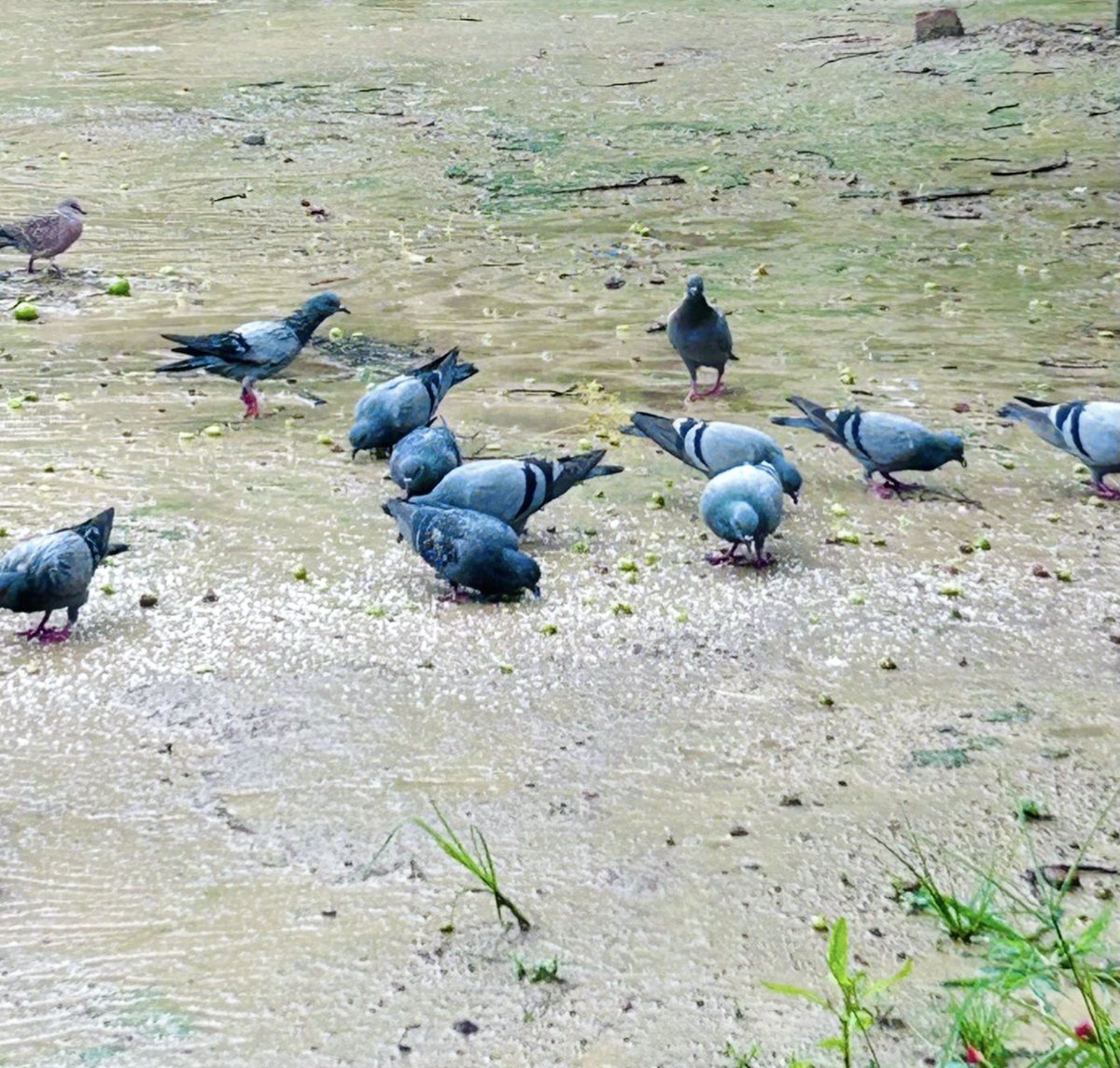 बारिश आये या बाढ़,पर भूख तो सबको लगती🙁