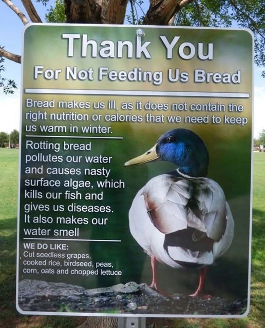 Friends of the River Granta ,FROG (@ofgranta) on Twitter photo 