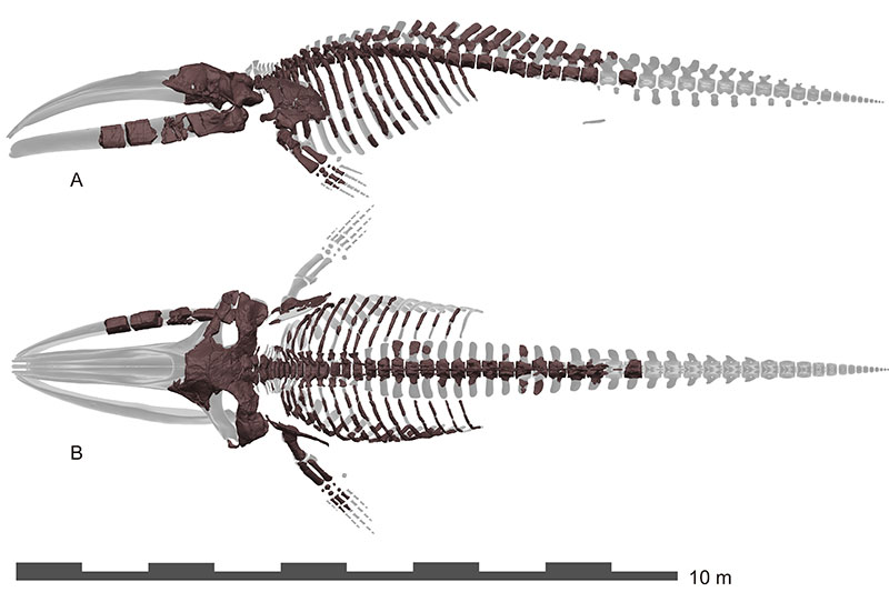 Find out more about the latest #whale 'missing link'!

We dig in to the new right whale relative Megabalaena sapporoensis in our latest blog post, featuring new commentary from lead author Yoshi Tanaka.

palaeo-electronica.org/content/blog/5…