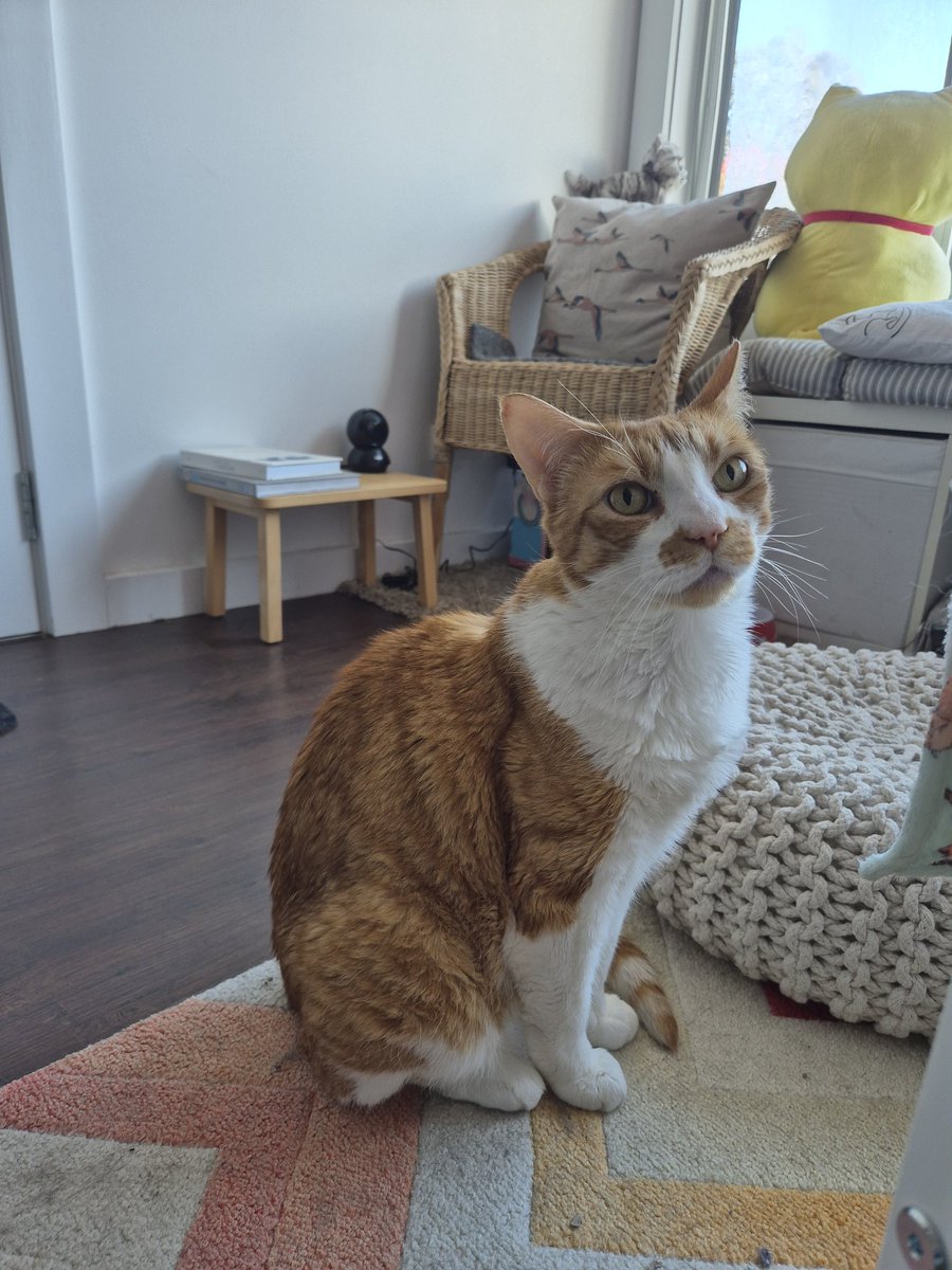 Basil and Monty and Teddy oh my! tweet media